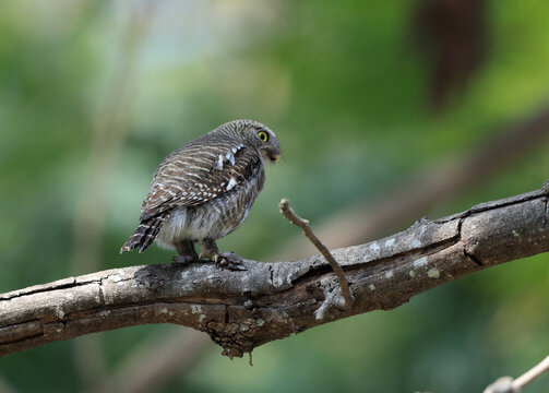 Asian barred owlet (Glaucidium cuculoides cuculoides), also known as the cuckoo owlet, is a species of pygmy owl. This photo was taken in Jim Corbett National Park, India.