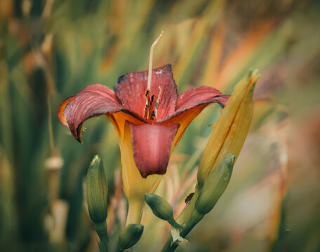 Stunning close up of a vibrant red and yellow daylily blossom blooming outdoors in a lush green summer garden
