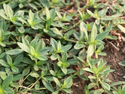 Fresh green leaves of Eclipta prostrata plant spreading across dry soil. Known as false daisy or urang-aring, this wild medicinal herb grows naturally outdoors in sunny tropical environment