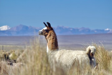 Alpacas in the Andes of Bolivia © Jonas