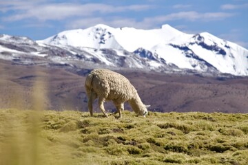 Naklejka premium Alpacas in the Andes of Bolivia