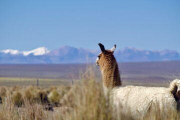 Alpacas in the Andes of Bolivia © Jonas