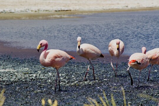 Flamingo Bolivien