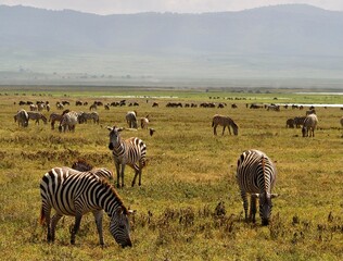 Zebras Tanzania © Jonas