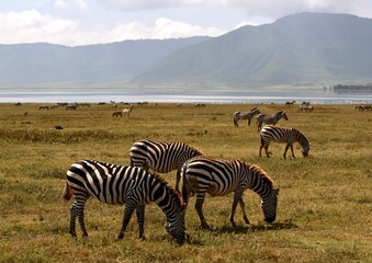 Zebras Tanzania © Jonas