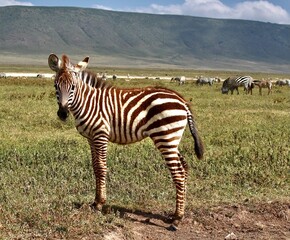 Zebras Tanzania © Jonas