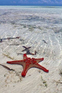 sea star zanzibar