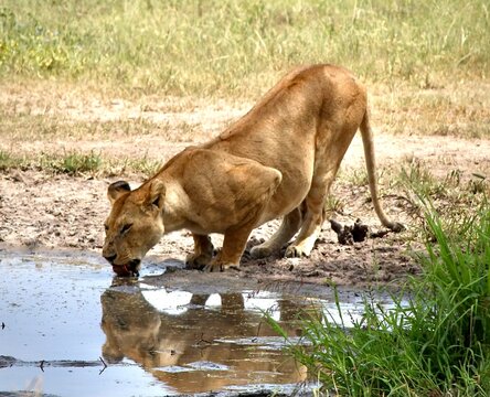 Lions in Tanzania National Park