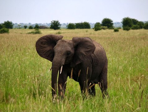 Elefant Tansania