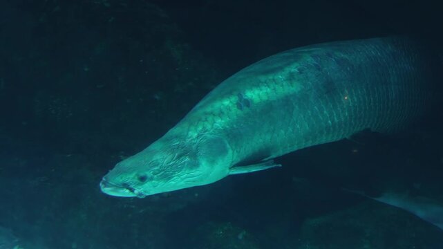 large arapaima fish swimming in dark aquarium water