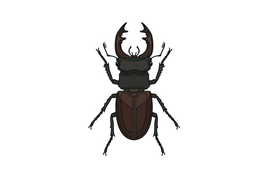 Stag Beetle Vector Illustration