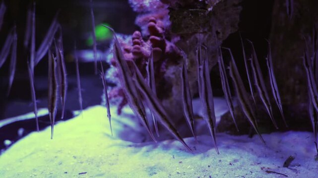 Group of razor shrimpfish swimming vertically in marine aquarium