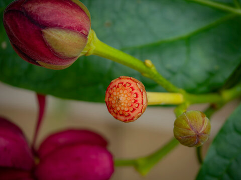 Macro close up of a unique sweetshrub seed pod and burgundy buds with lush green leaves in a garden