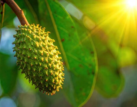 Fresh green soursop fruit growing on an orchard branch.