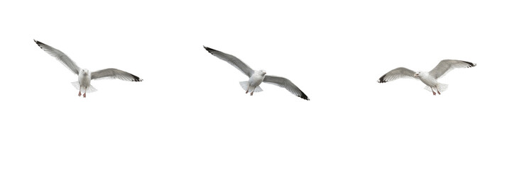 Naklejka premium Set of Flying Seagulls Coastal Birds Ocean Wildlife Marine Animals Graphic Design Assets Isolated Transparent PNG Format Background File