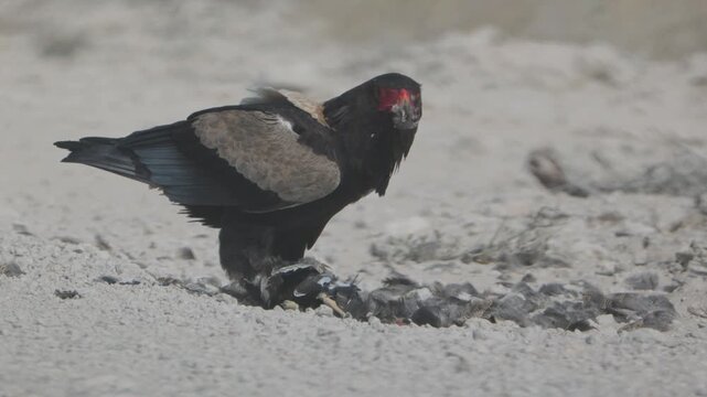 a bateleur eagle eating a dead northern black korhaan bird at etosha national park of namibia, africa