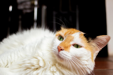 Tricolor cat lying on the floor and looking at the camera © ric