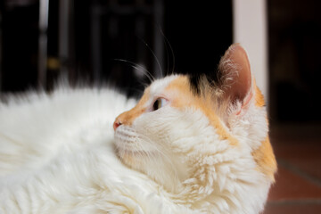 Tricolor cat lying on the floor and looking at the camera © ric