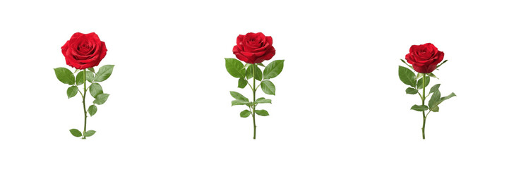 Fototapeta premium Red Rose Flower PNG Transparent Background Stock Image Collection Featuring Three Beautiful Fresh Blooming Flowers with Green Leaves and Stems Isolated for Romantic Design and Floral Projects