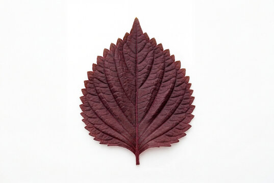 Single dark red perilla leaf with serrated edges isolated on a bright white background