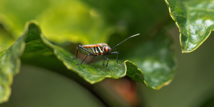 The fork-banded cotton bug or Dysdercus decussatus is a true bug belonging to the family Pyrrhocoridae, widely known as a cotton stainer.