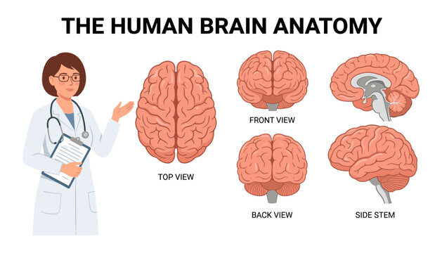 Human brain anatomy medical diagram vector infographic chart showing top front back views and side stem with female doctor