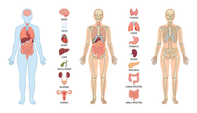 Medical infographic vector chart showing human body anatomy with internal organs skeleton lungs liver heart stomach digestive system diagram