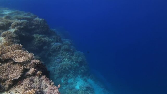Underwater coral reef and sandy ocean floor mauritius