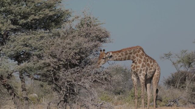 a giraffe stops foraging and looks up near chudop waterhole at etosha national park in namibia, africa