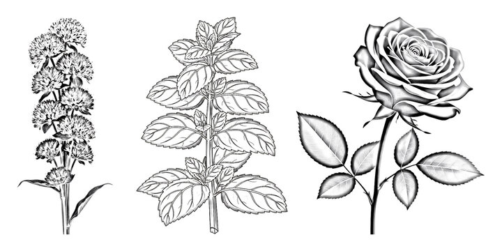 Botanical trio of clover flower mint plant and rose isolated on transparent background for organic design themes
