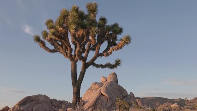 a low angle tilt up clip of a joshua tree during sunset at joshua tree national park in california, usa