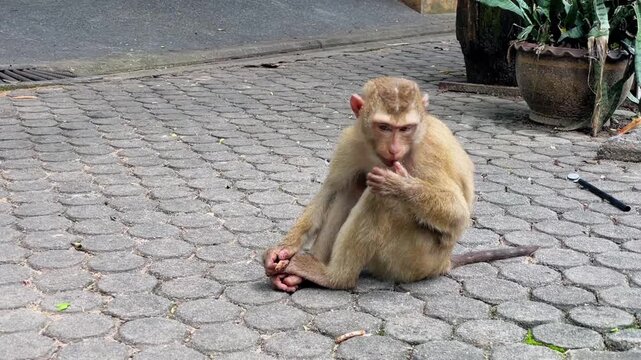 A pig-tailed macaque sits on a stone slab and picks up small debris around itself, examines it and tastes it.