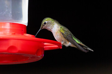 Naklejka premium Hummingbirds