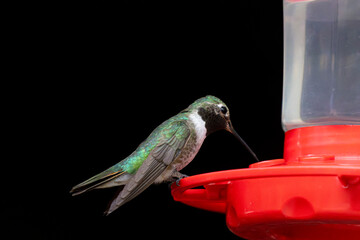 Naklejka premium Hummingbirds