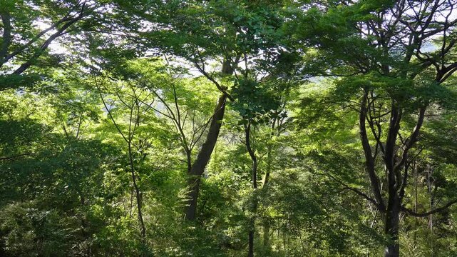 Tilt-up view from 5 meters high showing lush green forest trees and dappled sunlight in early summer