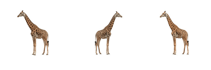 Obraz premium Wild adult giraffes set featuring tall African mammals with long necks and spotted brown patterns standing in profile in different angles isolated on a transparent background PNG for safari design