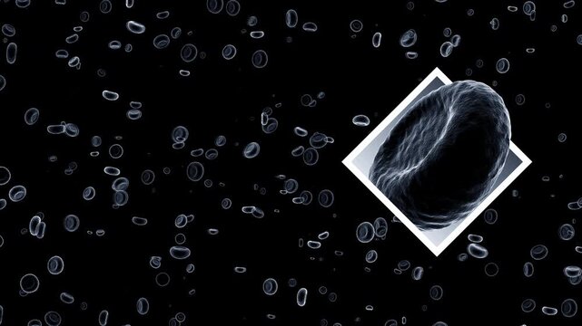Red blood cells and platelets: medical dynamic video materials