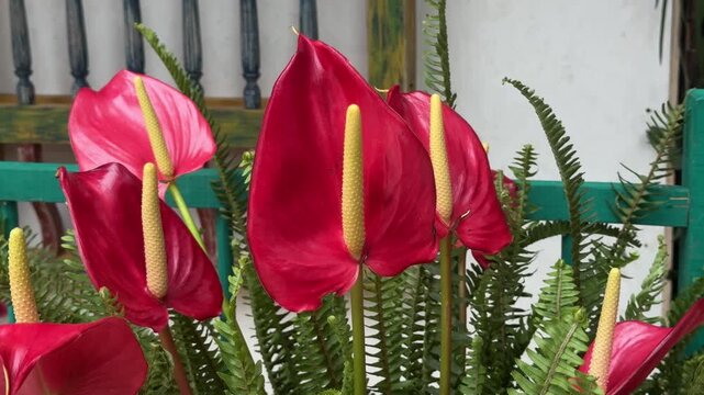 Beautiful red anthurium flowers swaying gently