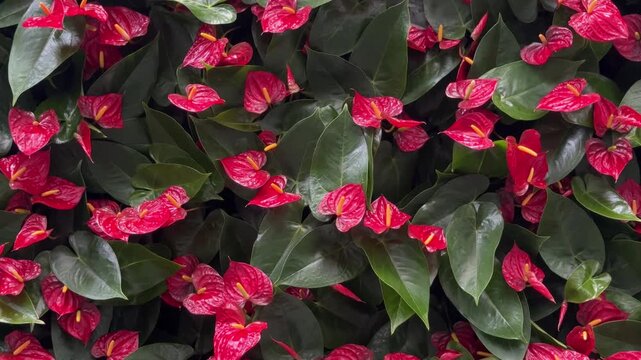 Lush red anthurium flower bed background