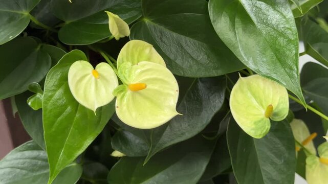 Beautiful yellow anthurium plant growing naturally