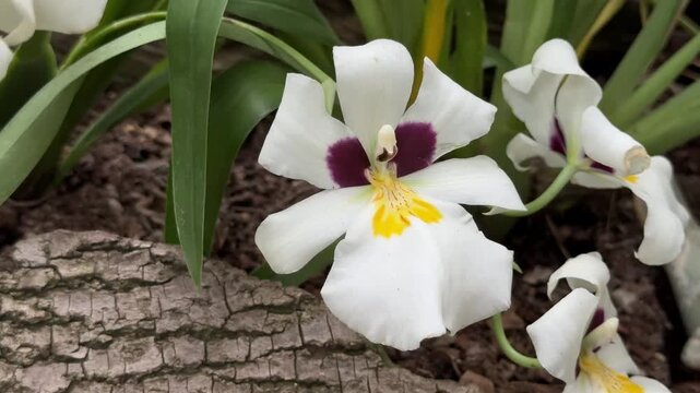 White pansy orchid flower blooming in garden