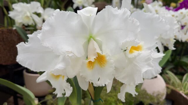 Beautiful white cattleya orchid blossoming in garden