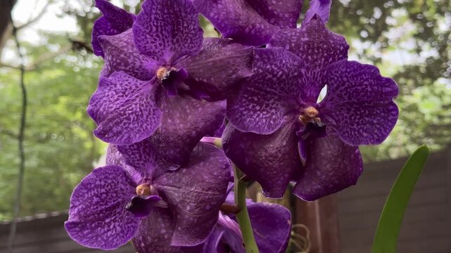 Beautiful purple spotted vanda orchid flowers