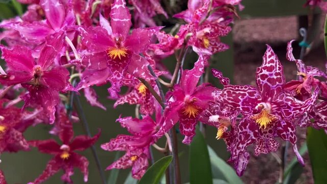 Beautiful purple spotted orchids blooming in garden
