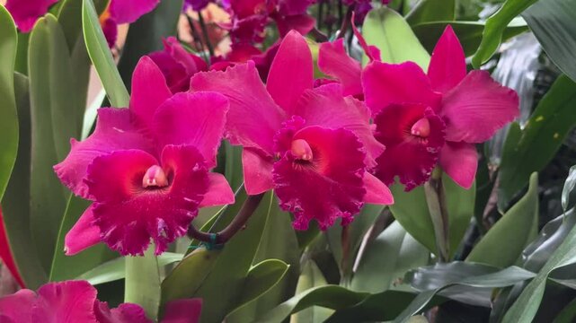 Vibrant magenta cattleya orchids blooming in garden