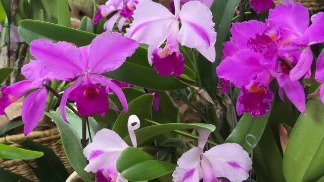 Beautiful blooming purple and pink cattleya orchids