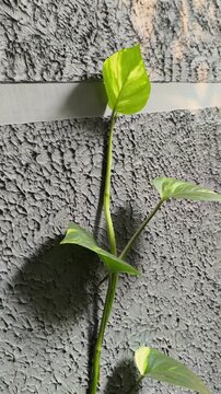 Epipremnum aureum featuring heart-shaped green leaves with distinctive golden-yellow variegation, a popular tropical climbing plant used for ornamental and interior decoration