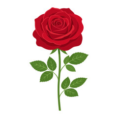 Fototapeta premium Beautiful red rose flower with stem and leaves isolated on white background