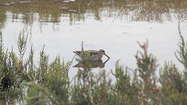Common snipe bird stands near shallow wetland reeds, pond marsh habitat, wildlife scene.
