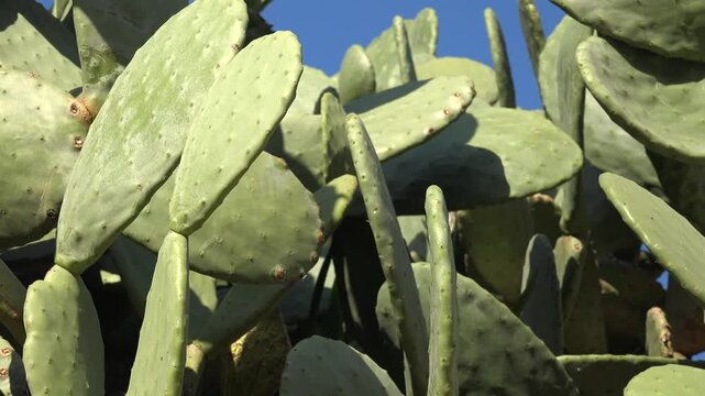 Dense Opuntia cactus forest fills dry habitat with invasive plants and thorny pads.